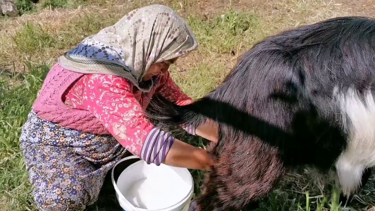 Elde Koyun Keçi sütü Sağma köyde gerçek hayat özleyenlere gelsin