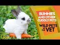 Understanding Pet Animals and Care