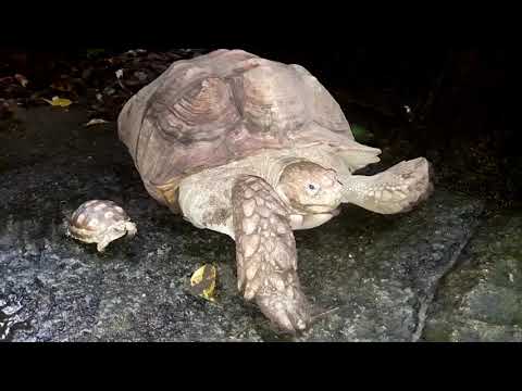 Sporeskildpaddeungen vokser støt