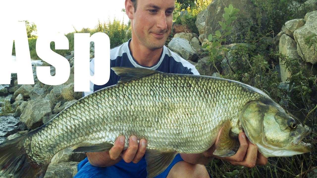 Catching BIG Asp on the river Maas in Belgium / Grote GrensMaas ...