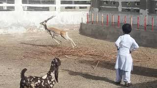 Mahessar Farm Muhammad Siddique Mahessar Talka Lark Ana