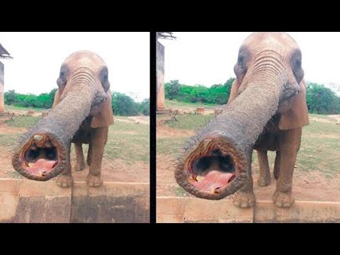 Вот Почему Слоны Намного Опаснее, Чем Вы Думали