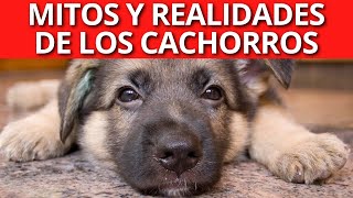 CACHORROS De Pastor Alemán: Mitos Y Realidades by Pastor Alemán Y Amigos 3,352 views 1 year ago 3 minutes, 51 seconds