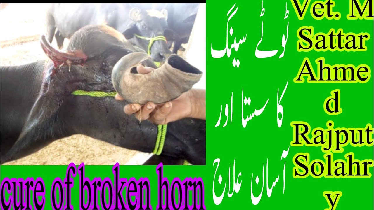 broken of horn during Fighting in buffalo, dressing care and treatmentٹوٹے ہوئے سینگ کا آسان علاج