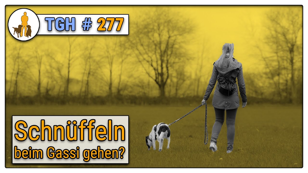 Schnüffeln an der Leine - Dürfen Hunde im Fuß Kommando oder an der Leine schnuffeln?  - TGH 277