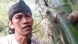 Bambu Kendit 3 Sap Di Rumpun Bambu Pamengkang Jagat Pak Presiden Jokowi