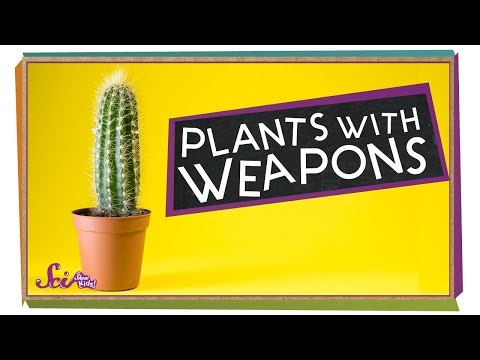 Video: Seven With A Spoon And Protective Plants