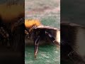 Honey Bee Drinking Sherbet