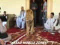 Lion in afghanistan