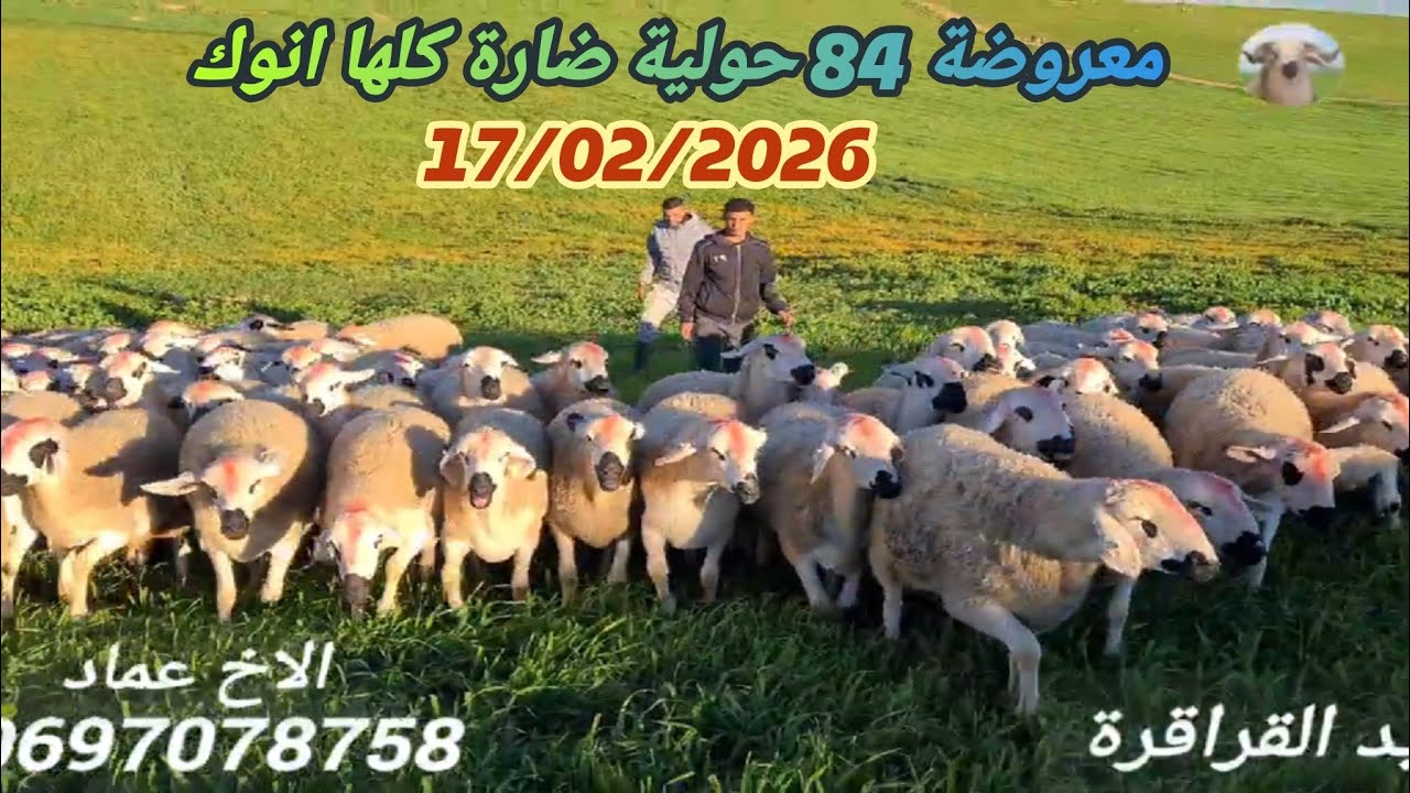 الله على ضيعة الاخ عبد الزاق فكيسر 84 حولية كلها انوك + ضارة بناريخ 17/02/2026