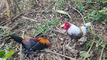 ต่อไก่ป่า yos hav zoov dib qaib qus 31.10.22