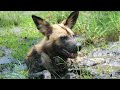 African Savannah | Survival of the Fittest | FULL EPISODE | Wildlife Documentary