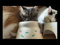 猫猫団😺ライブ配信!ラムネエントリー❣️