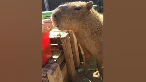 Capybara Presentation