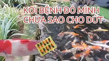KOI BỆNH ĐỎ MÌNH CHỮA SAO CHO DỨT/KOI ĐỎ MÌNH/PHÒNG, TRỊ ĐỎ MÌNH CÁ KOI