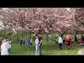 NYC BEST Cherry Blossoms : Brooklyn Botanic Garden in April 2023 (w/ Taiko Drumming Performance)