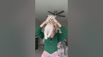 Testing to see which kittens pass the Ragdoll test