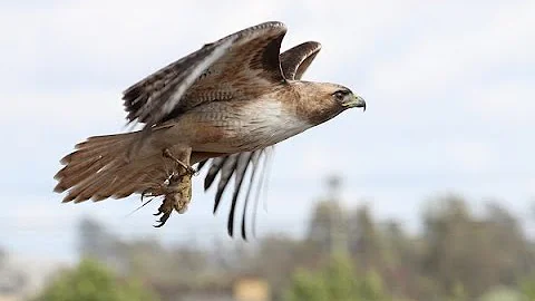 Language of the Land: Fall Hawk Migration