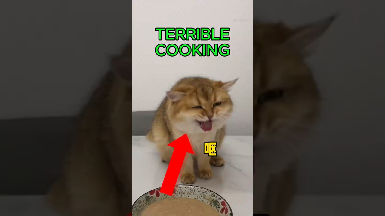 This Cat Just Gave the World's Harshest Food Review! #funny #shorts #cats