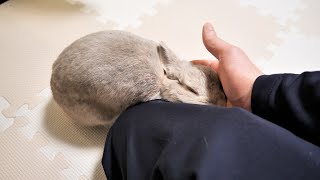 暗くなる前にちゃんと帰ってきたら愛情たっぷりで再開を喜んでくれるうさぎさん
