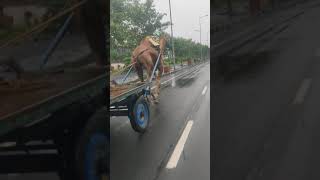 camel - cart.... running....