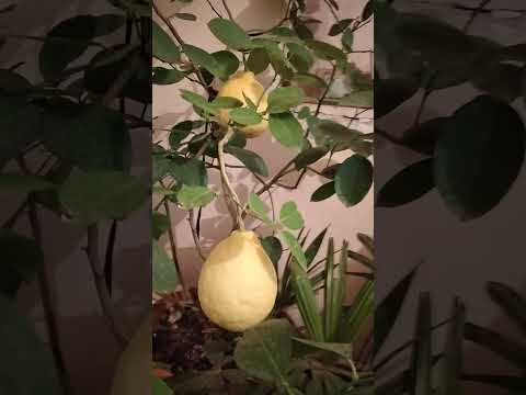 Video: Ի՞նչ է կատալպայի ծառը - Լանդշաֆտում աճող կատալպայի ծառեր
