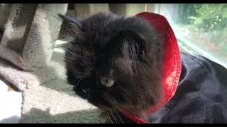 Valentine the Cat Uses His Superpowers by Kerry Barbero 24 views 5 years ago 5 seconds