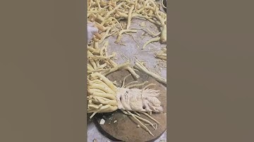 👉 diễn quy trình điêu khắc đinh lăng