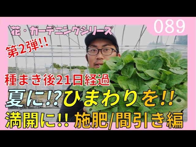 ひまわりの育て方 第2弾 間引きのやり方 肥料のやり方 害虫予防 花 ガーデニング 夏に咲かせる ヒマワリ 向日葵 ｂｙ園芸チャンネル 0 Youtube