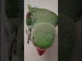 My Baby Parrot Loves Playing With Me 😍 #parrot #birds #vairalshort #greenparrot #petbirds #trending