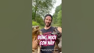 Đừng nuôi rùa cá sấu nếu chưa biết 3 điều này