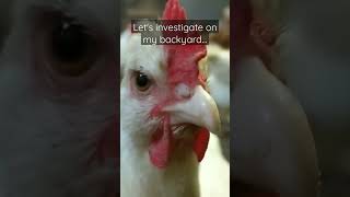 Skyrocketing price of chicken eggs #infation