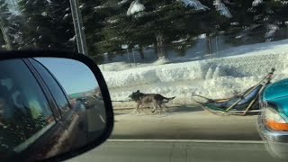 Sled Dog Team Spotted Without Musher on Highway screenshot 4