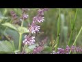 Медоносы. Шалфей Мутовчатый (Salvia verticillata). Honey plants.