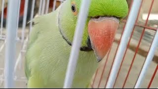 Ringneck Green Talking Parrot