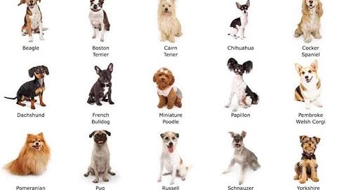 JavaScript Demo: Fetching JSON Data