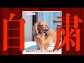 【自粛犬】緊急事態宣言における犬の気持ち2