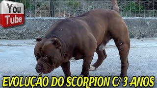 Scorpion O Brazilian Bull Body Builder