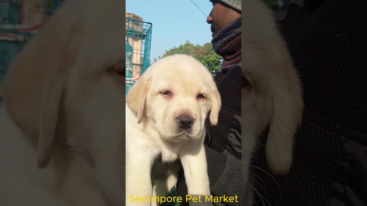 Heavy Bone Lab For You l Dog Market Kolkata