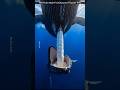 Whale Milk Shocking Facts #facts #knowledge #nature #shorts