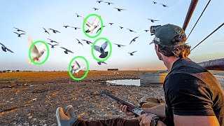 SOLO 410. PIGEON HUNT...100 BIRDS 5 BANDS!