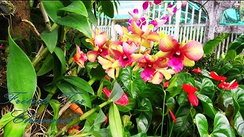 Botanical Garden video 2017