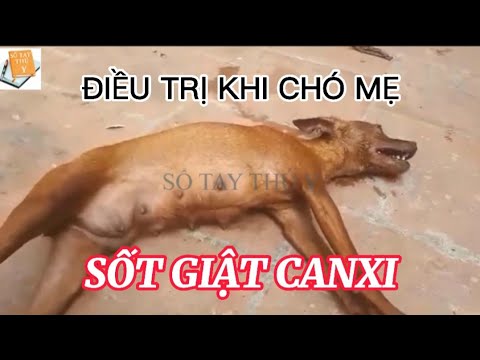 Video: Sốt chó biểu hiện; Đỗ chuông!