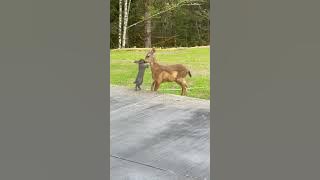 Real-Life Bambi and Thumper