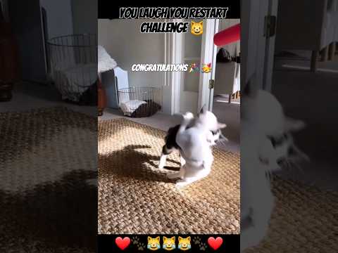 SUPER HARD Try Not to Laugh Challenge 🤣 Funny Cats and Dogs #funny #animals #shorts