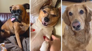 Funny Dog Videos 2023 😍 Cutest Dog Videos Compilation 😍🐾 by Doggonit 410 views 6 months ago 8 minutes, 20 seconds