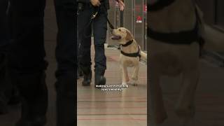 A look at Singapore Police Force’s K-9 Unit