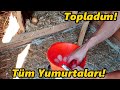 Yumurtaları Topladım!-Çok Korktum!!#Horoz#Tavuk#Civciv#Yumurta#Hindi#Kümes