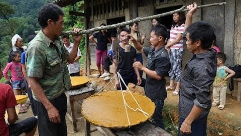Khai thác ong Khoái tại bản Hoài Khao - Nguyên Bình #caobangmenyeu