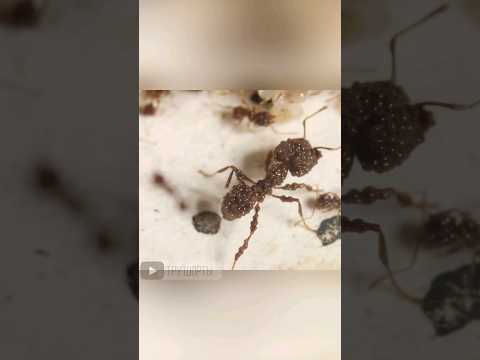 Что случилось с этими муравьями.